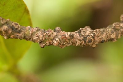 Myrsine degeneri, photographed by Kevin Faccenda