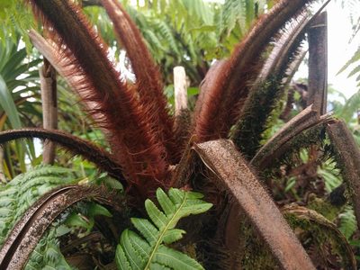 Cibotium menziesii, photographed by Kevin Faccenda