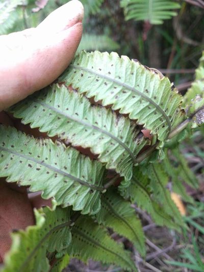 Hoiokula sandwicensis, photographed by Kevin Faccenda