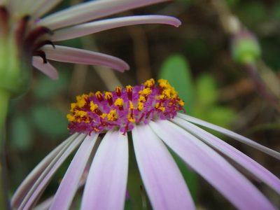 Pericallis lanata, photographed by Daniel Cahen