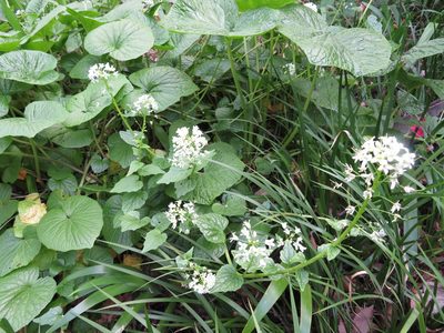 Eutrema japonicum, photographed by Marco Mussita