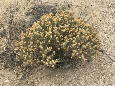 Ericameria teretifolia, photographed by Ryan Donnelly