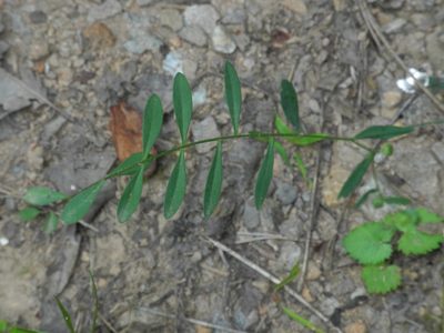 Linum virginianum, photographed by Michael J. Papay
