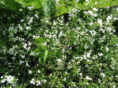 Galium rivale, photographed by Силаева Татьяна Борисовна