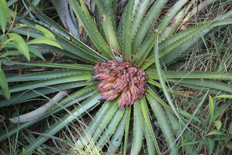 Puya nana, photographed by Ramon and Suzanne Vargas