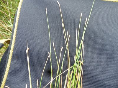Eleocharis palustris, photographed by Силаева Татьяна Борисовна