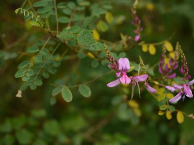 Indigofera cassioides, photographed by Dinesh Valke