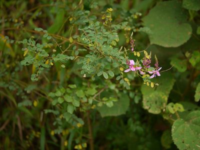 Indigofera cassioides, photographed by Dinesh Valke