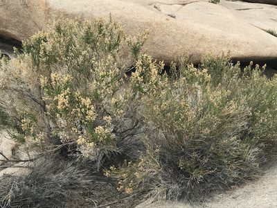 Baccharis sergiloides, photographed by Ryan Donnelly