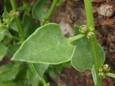 Patellifolia procumbens, photographed by Daniel Cahen