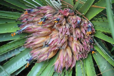 Puya nana, photographed by Ramon and Suzanne Vargas