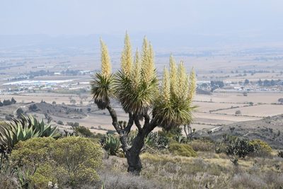 Nolina parviflora, photographed by Tereso Hernández Morales