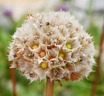 Armeria alpina, photographed by Patrick Hacker