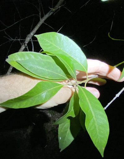 Rhodomyrtus psidioides, photographed by Greg Tasney