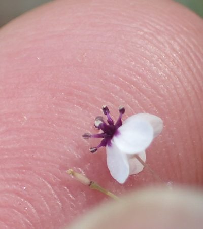 Heliophila goldblattii, photographed by Peter Warren