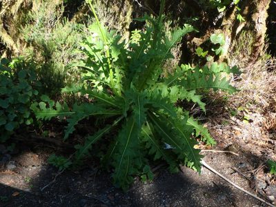 Sonchus acaulis, photographed by Daniel Cahen
