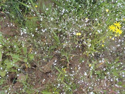 Heliophila goldblattii, photographed by Peter Warren