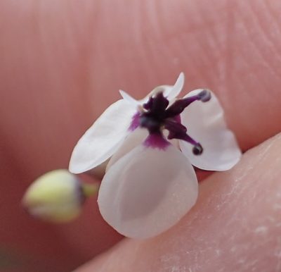 Heliophila goldblattii, photographed by Peter Warren