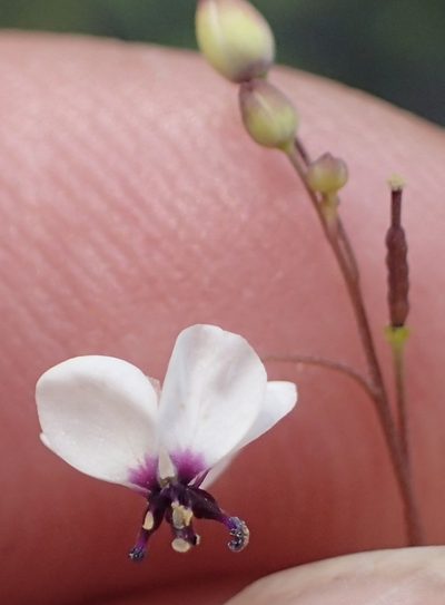 Heliophila goldblattii, photographed by Peter Warren