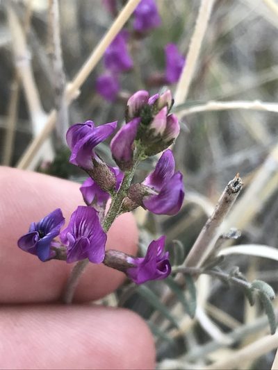 Astragalus bernardinus, photographed by Ryan Donnelly