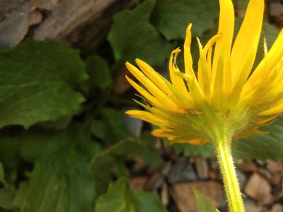 Doronicum grandiflorum, photographed by Ben Costamagna