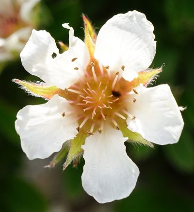 Potentilla clusiana, photographed by Patrick Hacker