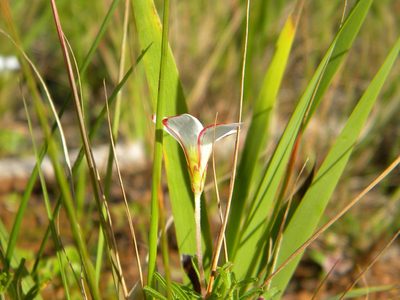 Oxalis versicolor, photographed by Tim Kirsten