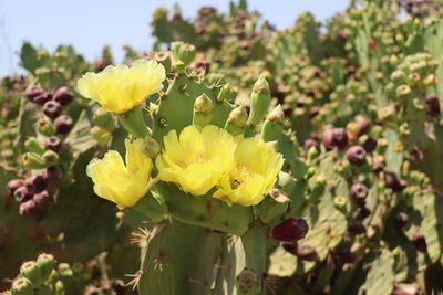 Opuntia dillenii, photographed by amantedarmanin