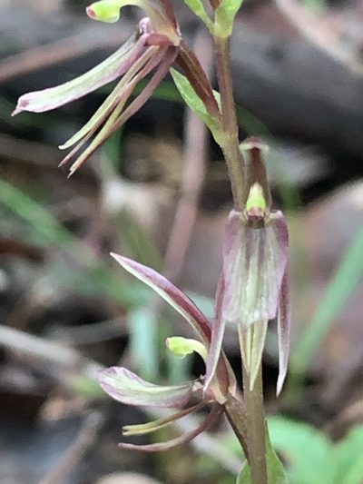 Cyrtostylis huegelii, photographed by Mark Cliff