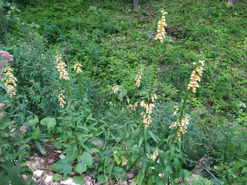 Digitalis laevigata, photographed by Josip Skejo