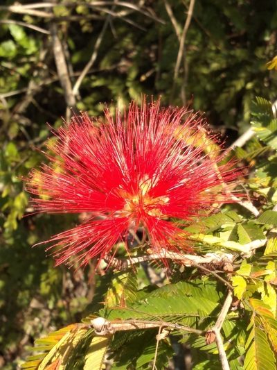 Calliandra tweediei, photographed by Lucas Kaminski
