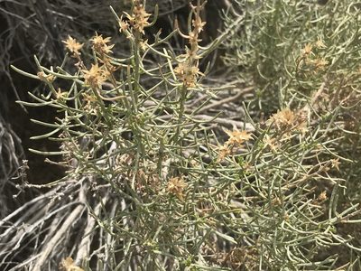 Ericameria teretifolia, photographed by Ryan Donnelly