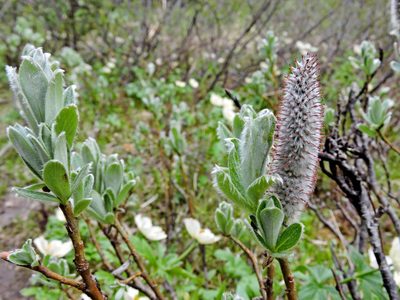 Salix barrattiana, photographed by Jacy Chen