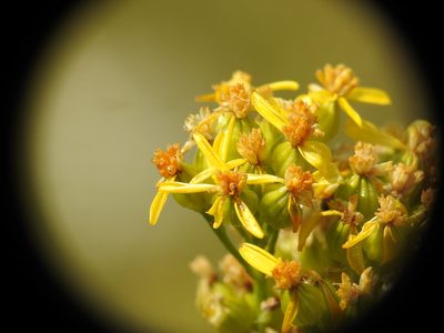Jacobaea adonidifolia, photographed by Yves Bas