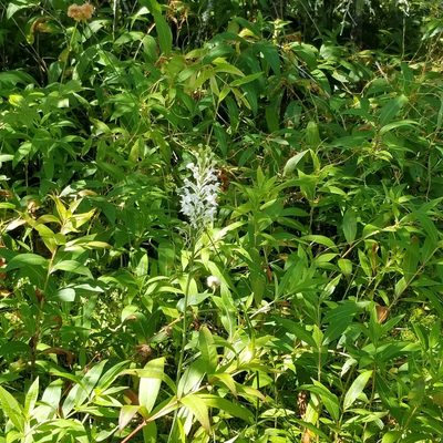 Platanthera blephariglottis, photographed by Leslie Morris Smith