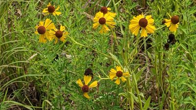 Helenium flexuosum, photographed by Erin Lalime