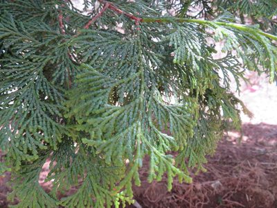 Chamaecyparis obtusa, photographed by Marco Mussita