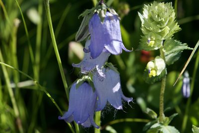 Campanula barbata, photographed by Dario Taraborelli