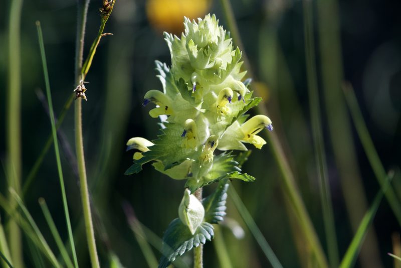Rhinanthus freynii, photographed by Dario Taraborelli