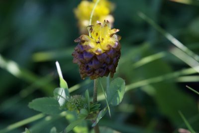 Trifolium badium, photographed by Dario Taraborelli