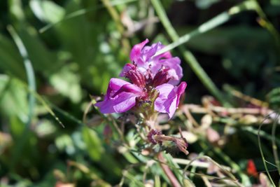 Pedicularis rostratocapitata, photographed by Dario Taraborelli