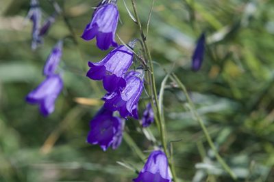 Campanula scheuchzeri, photographed by Dario Taraborelli