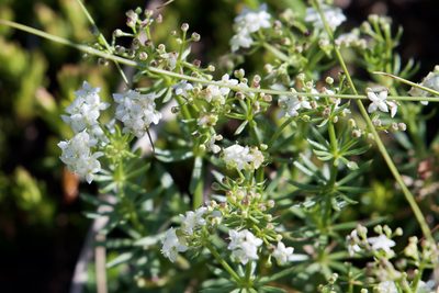 Galium anisophyllon, photographed by Dario Taraborelli