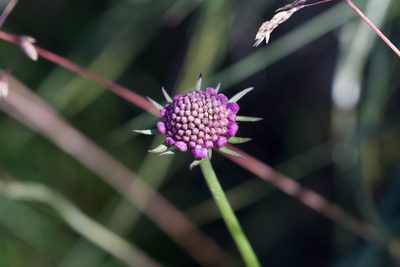 Scabiosa lucida, photographed by Dario Taraborelli