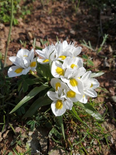 Moraea falcifolia, photographed by Danie Palm