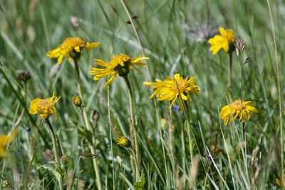 Arnica montana, photographed by Dario Taraborelli