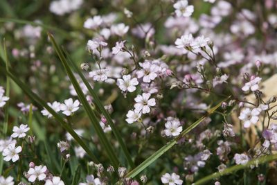 Gypsophila repens, photographed by Dario Taraborelli