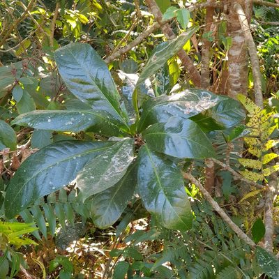 Barringtonia racemosa, photographed by Margaret Burger