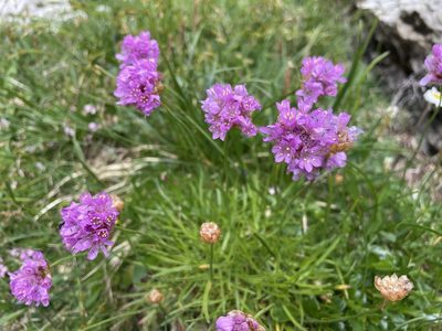 Armeria alpina, photographed by Dario Taraborelli