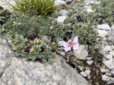Potentilla nitida, photographed by Dario Taraborelli
